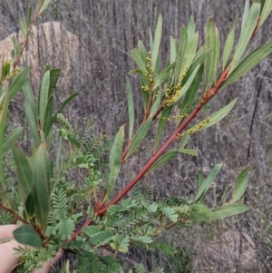 Acacia rubida at Cudgewa, VIC - 24 Jul 2022