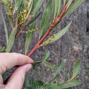 Acacia rubida at Cudgewa, VIC - 24 Jul 2022