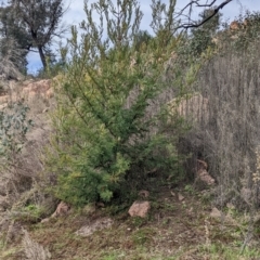 Acacia rubida at Cudgewa, VIC - 24 Jul 2022