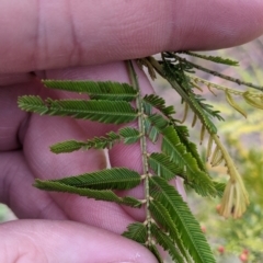 Acacia deanei subsp. paucijuga (TBC) at Cudgewa, VIC - 24 Jul 2022 by Darcy