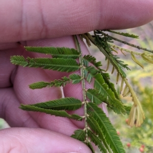 Acacia deanei subsp. paucijuga (TBC) at suppressed by Darcy