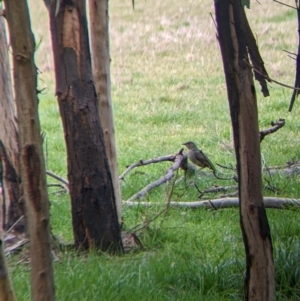 Ptilonorhynchus violaceus at Cudgewa, VIC - 24 Jul 2022