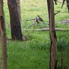 Ptilonorhynchus violaceus at Cudgewa, VIC - 24 Jul 2022