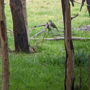 Ptilonorhynchus violaceus at Cudgewa, VIC - 24 Jul 2022