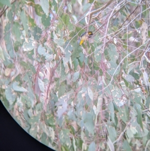 Pardalotus punctatus at Cudgewa, VIC - suppressed