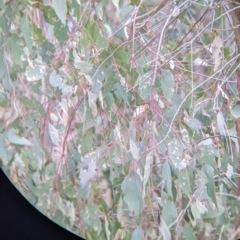 Pardalotus punctatus at Cudgewa, VIC - suppressed