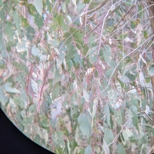 Pardalotus punctatus at Cudgewa, VIC - suppressed