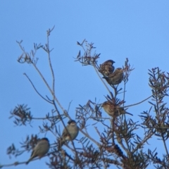 Passer domesticus (House Sparrow) at Welaregang, NSW - 24 Jul 2022 by Darcy