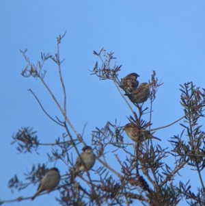 Passer domesticus at Welaregang, NSW - 24 Jul 2022