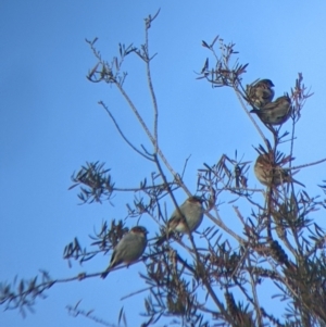 Passer domesticus at Welaregang, NSW - 24 Jul 2022