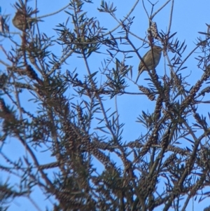 Passer domesticus at Welaregang, NSW - 24 Jul 2022