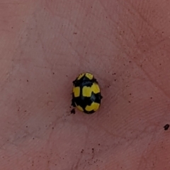 Illeis galbula (Fungus-eating Ladybird) at Watson Green Space - 24 Jul 2022 by AniseStar