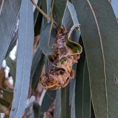 Unverified Insect at Watson, ACT - 24 Jul 2022 by AniseStar