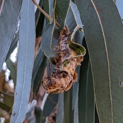 Unverified Insect at Watson, ACT - 24 Jul 2022 by AniseStar
