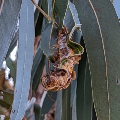 Unidentified Insect at Watson, ACT - 24 Jul 2022 by AniseStar