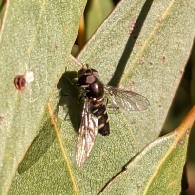 Melangyna viridiceps (Hover fly) at Watson Green Space - 24 Jul 2022 by AniseStar