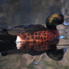 Anas castanea (Chestnut Teal) at Lake Burley Griffin Central/East - 24 Jul 2022 by Harrisi