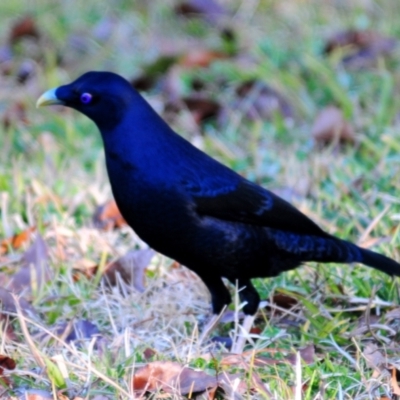 Ptilonorhynchus violaceus (Satin Bowerbird) at Kingston, ACT - 24 Jul 2022 by Harrisi