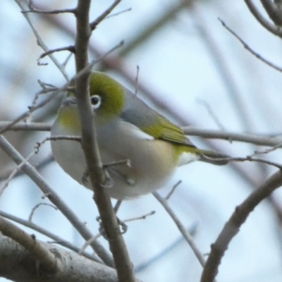 Zosterops lateralis (Silvereye) at Central Molonglo - 24 Jul 2022 by Paul4K