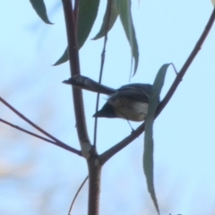 Rhipidura albiscapa (Grey Fantail) at Central Molonglo - 24 Jul 2022 by Paul4K