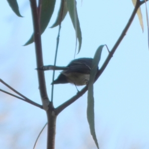 Rhipidura albiscapa at Oaks Estate, ACT - 24 Jul 2022