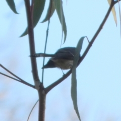 Rhipidura albiscapa at Oaks Estate, ACT - 24 Jul 2022