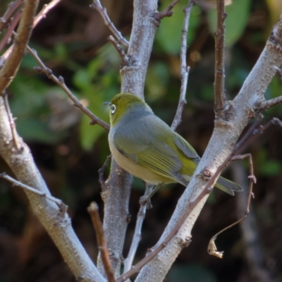 Zosterops lateralis (Silvereye) at Downer, ACT - 24 Jul 2022 by RobertD