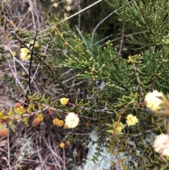 Acacia gunnii (Ploughshare Wattle) at Ginninderry Conservation Corridor - 25 Jul 2022 by Eland