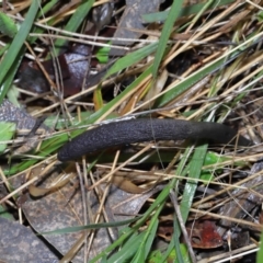 Drechmeria gunnii (Dark Vegetable Caterpillar) at Birrigai - 13 Jul 2022 by TimL