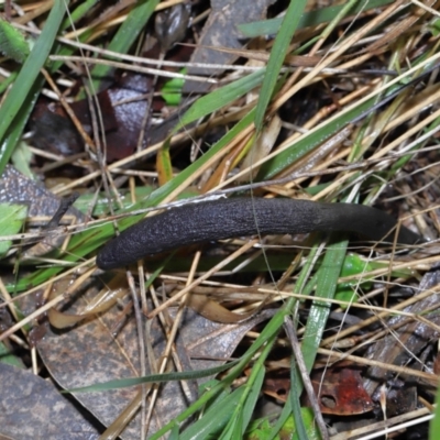 Drechmeria gunnii (Dark Vegetable Caterpillar) at Paddys River, ACT - 13 Jul 2022 by TimL