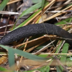 Drechmeria gunnii at Paddys River, ACT - 13 Jul 2022