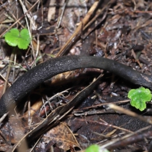 Drechmeria gunnii at Paddys River, ACT - 13 Jul 2022