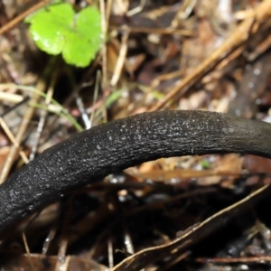 Drechmeria gunnii at Paddys River, ACT - 13 Jul 2022