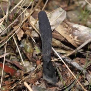 Drechmeria gunnii at Paddys River, ACT - suppressed