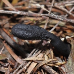 Drechmeria gunnii at Paddys River, ACT - suppressed