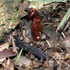 Drechmeria gunnii at Paddys River, ACT - suppressed