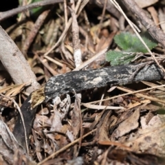 Drechmeria gunnii at Paddys River, ACT - suppressed