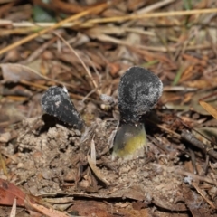 Drechmeria gunnii at Paddys River, ACT - suppressed