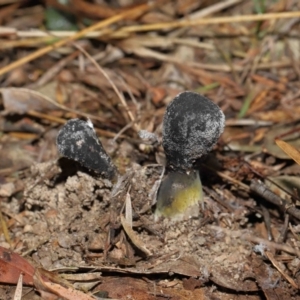 Drechmeria gunnii at Paddys River, ACT - suppressed