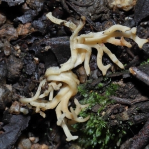 Artomyces sp. at Tidbinbilla Nature Reserve - 13 Jul 2022 10:35 AM