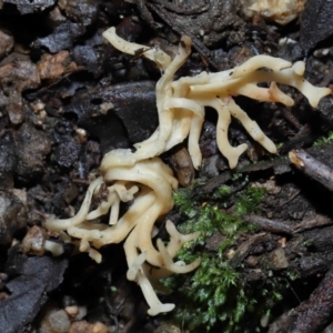 Artomyces sp. at Tidbinbilla Nature Reserve - 13 Jul 2022