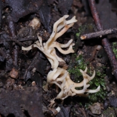 Artomyces sp. at Tidbinbilla Nature Reserve - 13 Jul 2022 10:35 AM