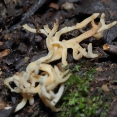 Artomyces sp. at Tidbinbilla Nature Reserve - 13 Jul 2022 10:35 AM