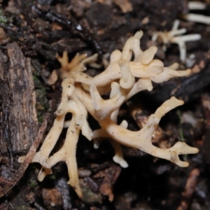 Artomyces sp. at Tidbinbilla Nature Reserve - 13 Jul 2022 10:35 AM