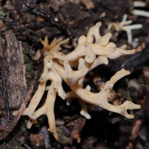 Artomyces sp. at Tidbinbilla Nature Reserve - 13 Jul 2022