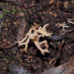 Artomyces sp. at Tidbinbilla Nature Reserve - 13 Jul 2022