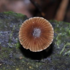 Mycena sp. (genus) (Mycena) at Paddys River, ACT - 13 Jul 2022 by TimL