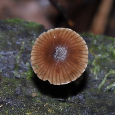 Mycena sp. (Mycena) at Tidbinbilla Nature Reserve - 13 Jul 2022 by TimL