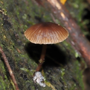 Mycena sp. at Tidbinbilla Nature Reserve - 13 Jul 2022