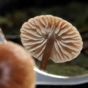 Mycena sp. at Tidbinbilla Nature Reserve - 13 Jul 2022